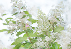 Postkarte Rispenhortensie