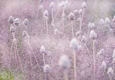 Postkarte Kugelköpfiger Lauch