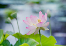 Postkarte Lotosblume II