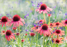 Postkarte Strahlende Echinacea