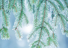 Postkarte Tannenzweige