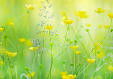 Postkarte Hahnenfußwiese