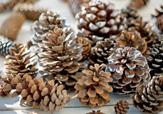 Postkarte Zapfenwald