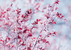 Postkarte Blutpflaume