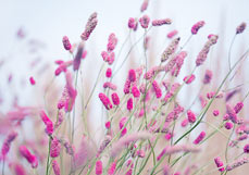 Postkarte Wiesenknöpfchen III