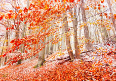 Postkarte Erster Schnee im Buchenwald