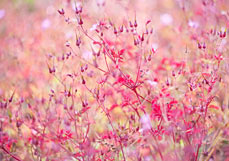 Postkarte Ruprechtskraut