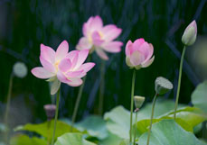 Postkarte Lotosblume III