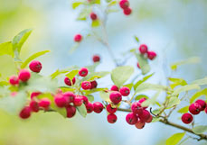 Postkarte Herrliche Beeren