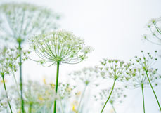 Postkarte Dillblüten