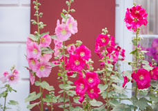 Postkarte Stockrosen in Rosatönen