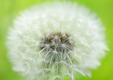 Postkarte Herrliche Pusteblume