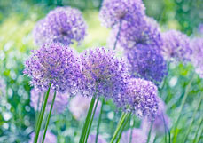 Postkarte Zierlauch II