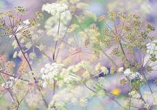 Postkarte Doldenzauber