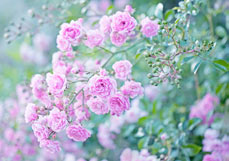 Postkarte Rosenstrauch