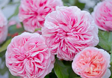 Postkarte Wunderbare Edelrose