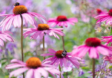 Postkarte Hummeln lieben Echinacea II