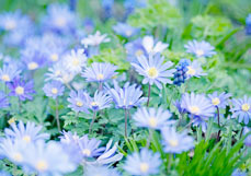 Postkarte Blaues Buschwindröschen
