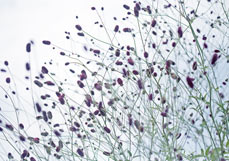 Postkarte Wiesenknöpfchen