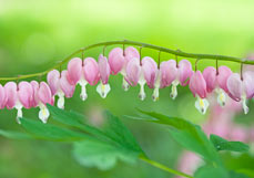 Postkarte Tränendes Herz
