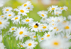 Postkarte Hummel besucht Margerite