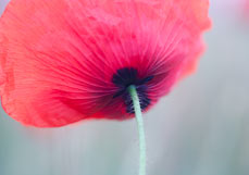 Postkarte Mohn