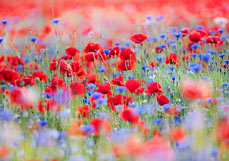 Postkarte Mohn liebt Kornblumen