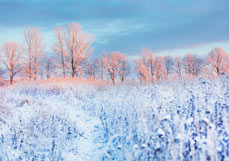 Postkarte Letztes Sonnenlicht im Frost