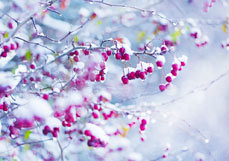 Postkarte Rote Tupfer im Schnee