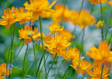 Postkarte Chinesische Trollblume