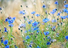 Postkarte Kornblumen II