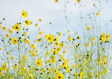 Postkarte Weidenblättrige Sonnenblume