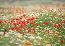 Postkarte Mohn & Margeriten