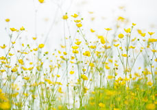 Postkarte Scharfer Hahnenfuß