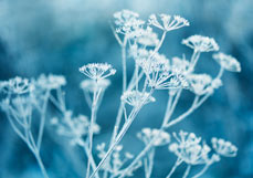 Postkarte Petrolblaue Winterdolden