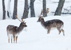 Postkarte Dammwild im Schnee V