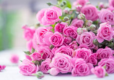 Postkarte Rosentraum