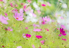 Postkarte Cosmeenzauber