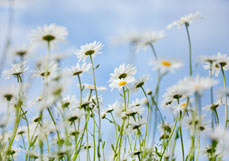 Postkarte Margeritenfreude