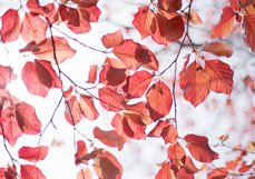 Postkarte Rotbuche II