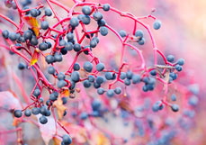 Postkarte Wilder Wein II