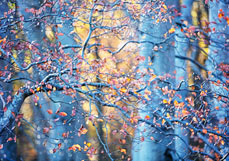 Postkarte Herbstzauber im Buchenwald