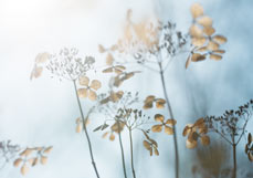 Postkarte Hortensienpoesie