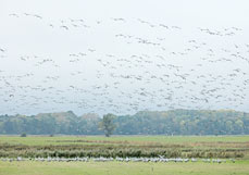 Postkarte Kraniche und Wildgänse