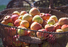 Postkarte Apfelernte