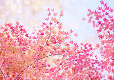 Postkarte Wundervoller Ahorn