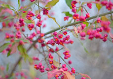 Postkarte Pfaffenhütchen