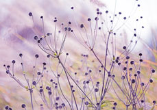 Postkarte Herbstanemone im Licht