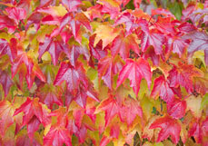Postkarte Herbstliches Weinlaub