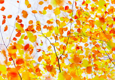 Postkarte Rascheln im Buchenwald